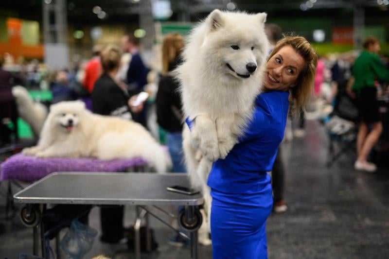 El Cruft Dog Show de Birmingham, la exposición canina más grande del mundo, se ha vuelto a celebrar este 2022 tras la pandemia.