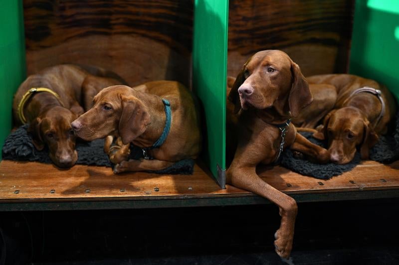 El Cruft Dog Show de Birmingham, la exposición canina más grande del mundo, se ha vuelto a celebrar este 2022 tras la pandemia.