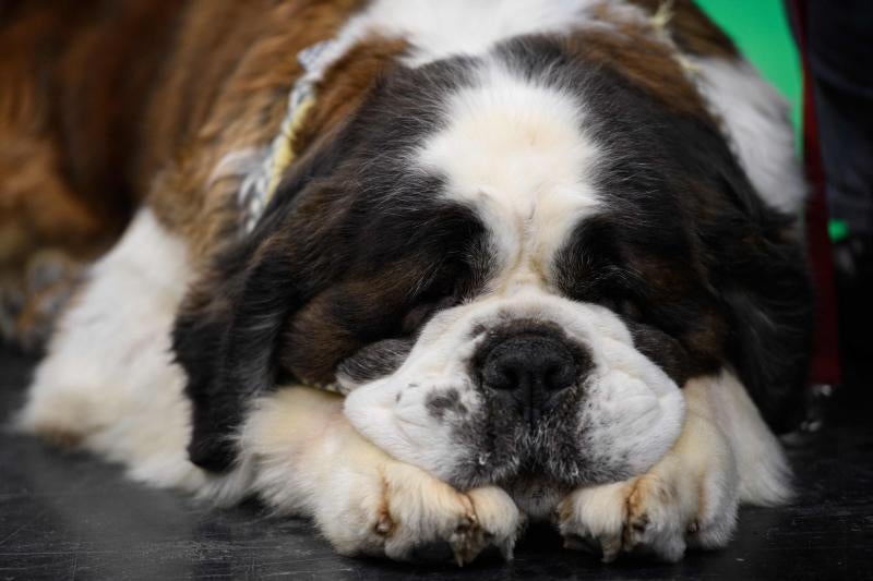 El Cruft Dog Show de Birmingham, la exposición canina más grande del mundo, se ha vuelto a celebrar este 2022 tras la pandemia.