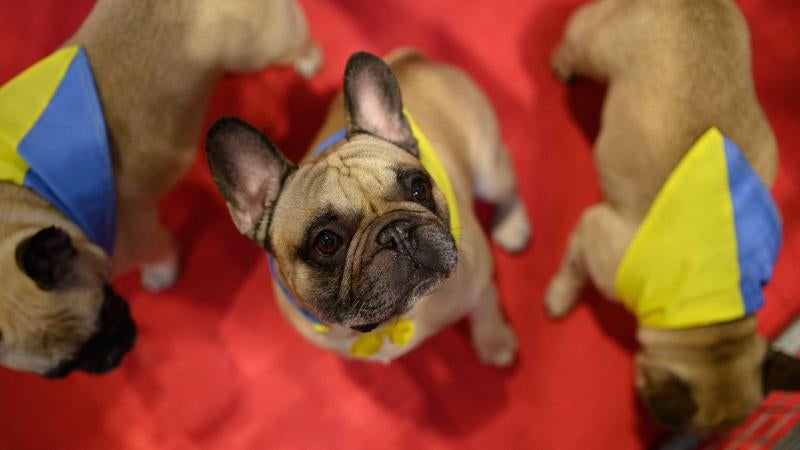 El Cruft Dog Show de Birmingham, la exposición canina más grande del mundo, se ha vuelto a celebrar este 2022 tras la pandemia.