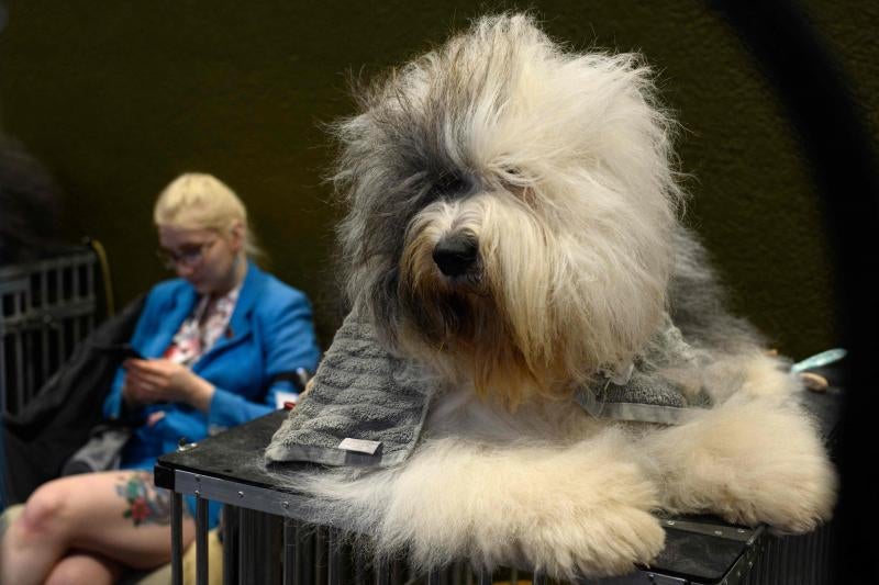 El Cruft Dog Show de Birmingham, la exposición canina más grande del mundo, se ha vuelto a celebrar este 2022 tras la pandemia.