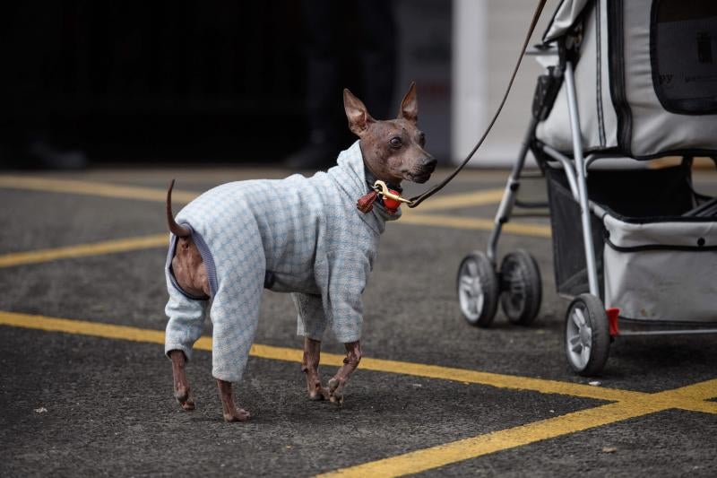 El Cruft Dog Show de Birmingham, la exposición canina más grande del mundo, se ha vuelto a celebrar este 2022 tras la pandemia.