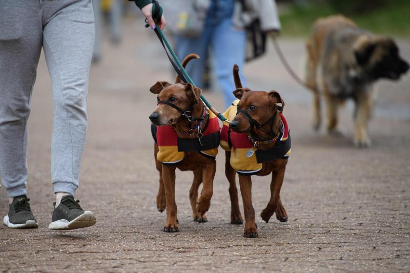 El Cruft Dog Show de Birmingham, la exposición canina más grande del mundo, se ha vuelto a celebrar este 2022 tras la pandemia.