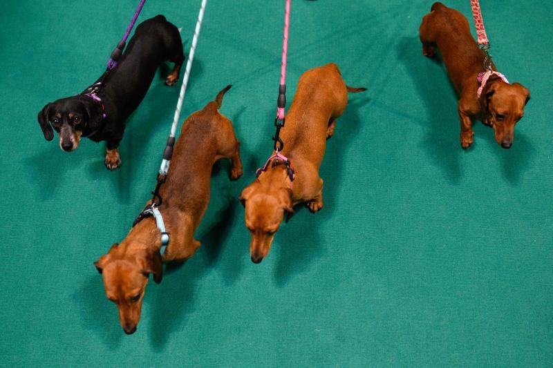 El Cruft Dog Show de Birmingham, la exposición canina más grande del mundo, se ha vuelto a celebrar este 2022 tras la pandemia.