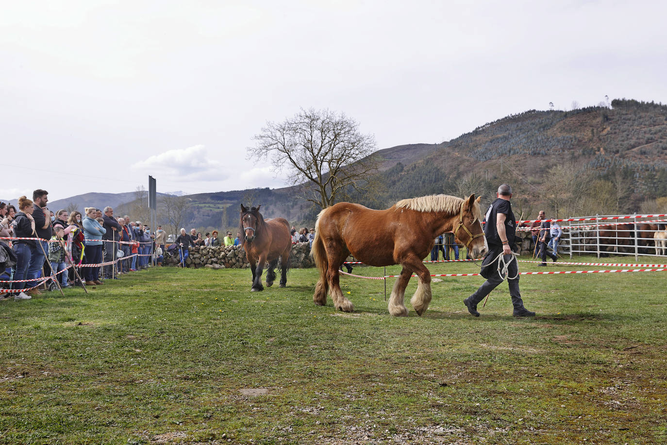 Fotos: El I Concurso Morfológico Regional de Ganado Equino de Raza Hispano-Bretona de Ruente se salda con éxito de afluencia y buen tiempo