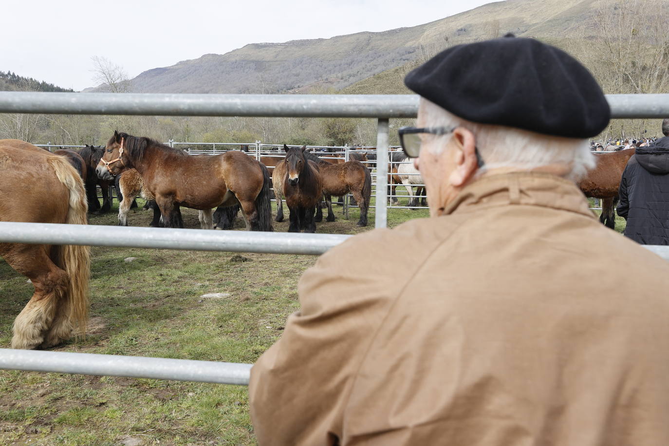 Fotos: El I Concurso Morfológico Regional de Ganado Equino de Raza Hispano-Bretona de Ruente se salda con éxito de afluencia y buen tiempo