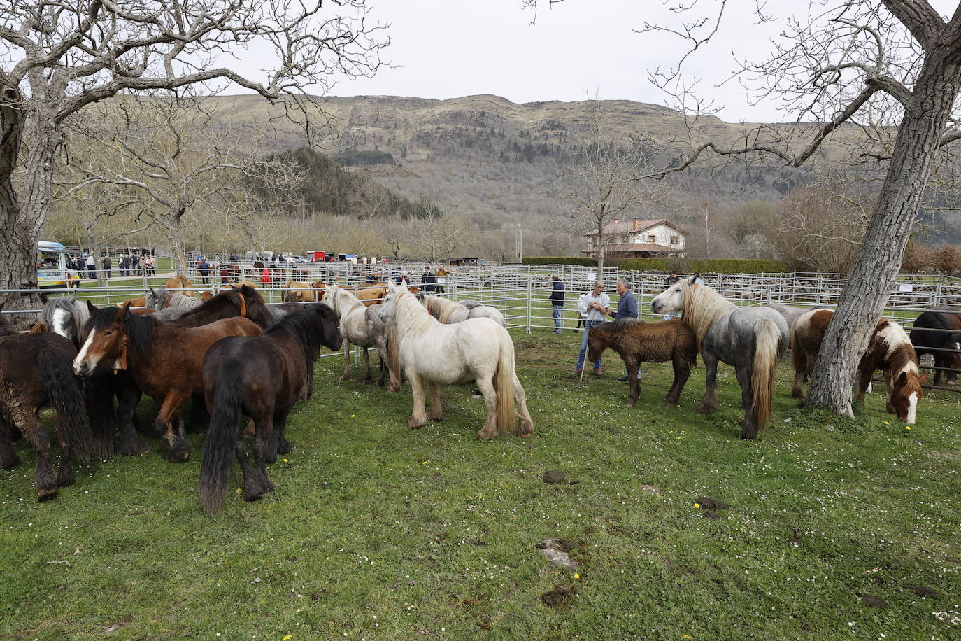 Fotos: El I Concurso Morfológico Regional de Ganado Equino de Raza Hispano-Bretona de Ruente se salda con éxito de afluencia y buen tiempo