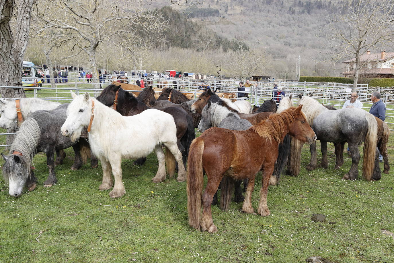 Fotos: El I Concurso Morfológico Regional de Ganado Equino de Raza Hispano-Bretona de Ruente se salda con éxito de afluencia y buen tiempo