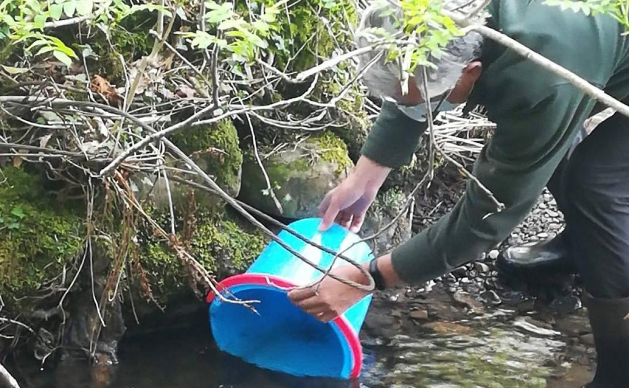 Nueva tanda de incorporación de alevines en la cuenca del río Pas.