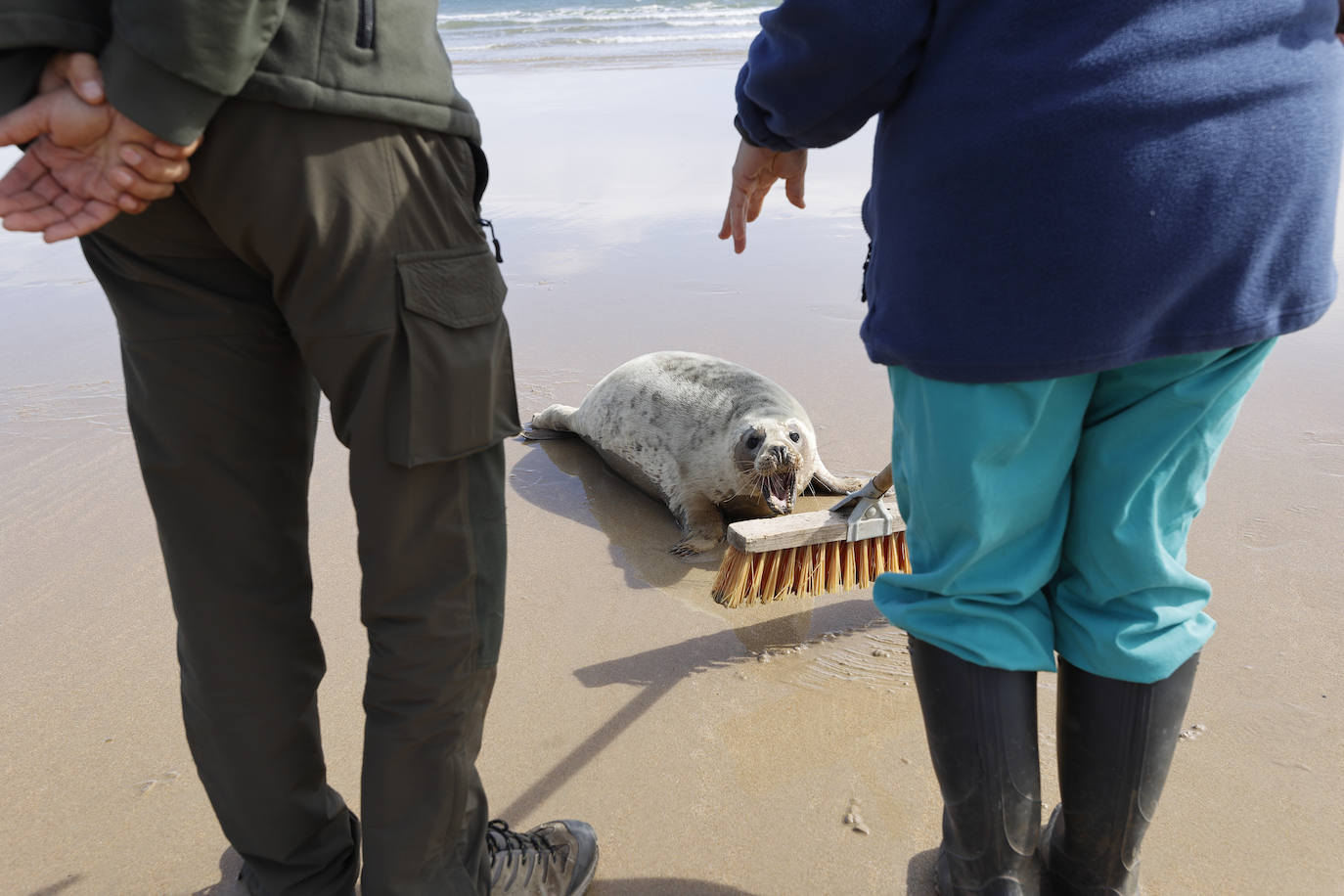 La foca salió tímidamente de la caja y con pequeños saltos se acercó hasta la orilla del mar.