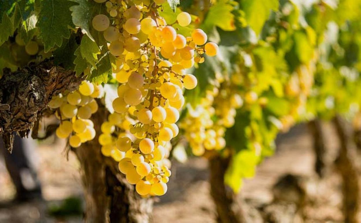 Uvas Pedro Ximénez de la DOP Montilla-Moriles (Córdoba). 