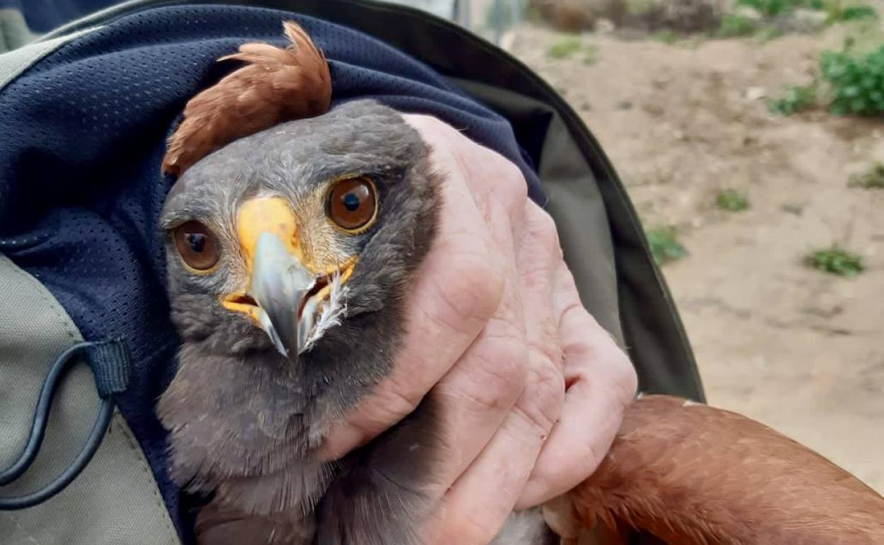 Águila de Harris. 