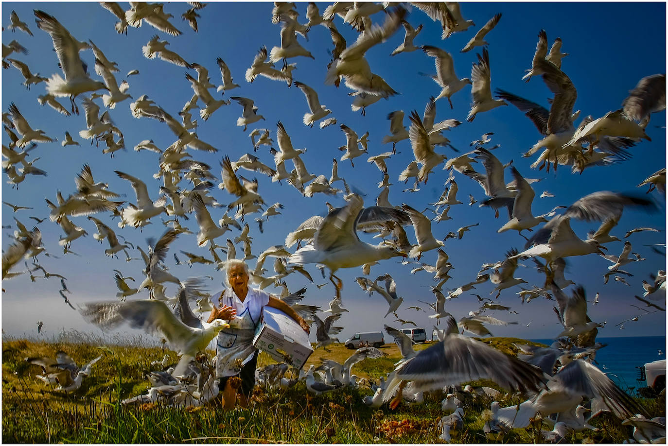 Entre gaviotas