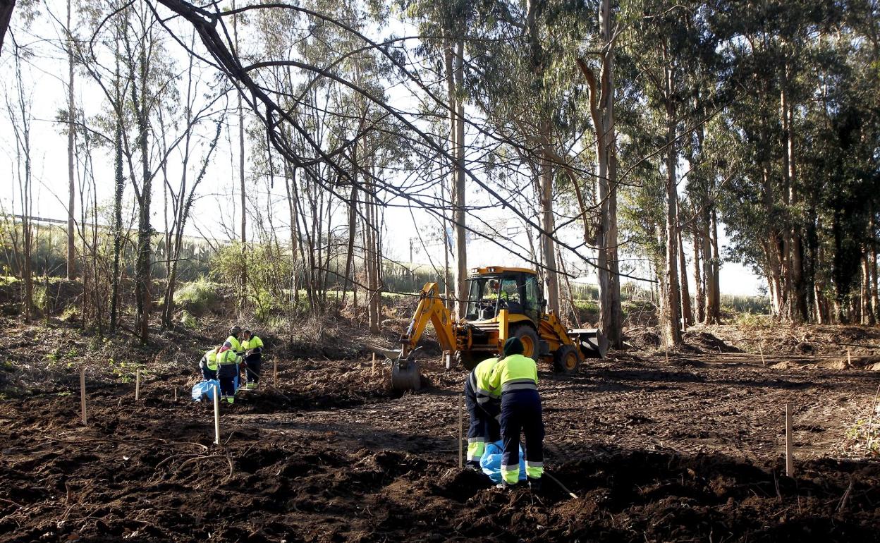 Trabajos de limpieza y reforestación en los terrenos de El Patatal.