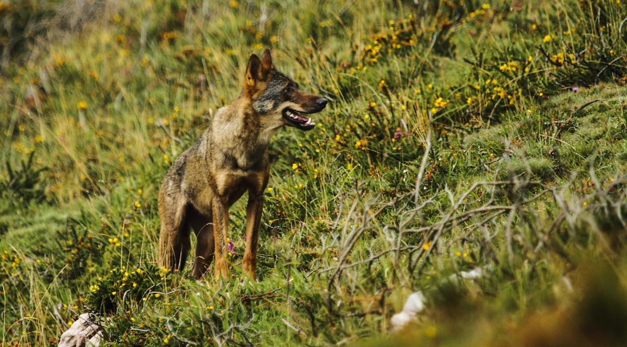 El Ministerio avisa de que la vía que plantea Cantabria para seguir matando  lobos es ilegal | El Diario Montañés