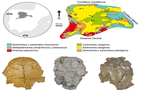 Imagen principal - Esquema geológico de la Cuenca del Duero mostrando en naranja los niveles Eocenos. Debajo, algunos ejemplares de cocodrilo y caparazón de tortugas del Eoceno de la Cuenca del Duero.