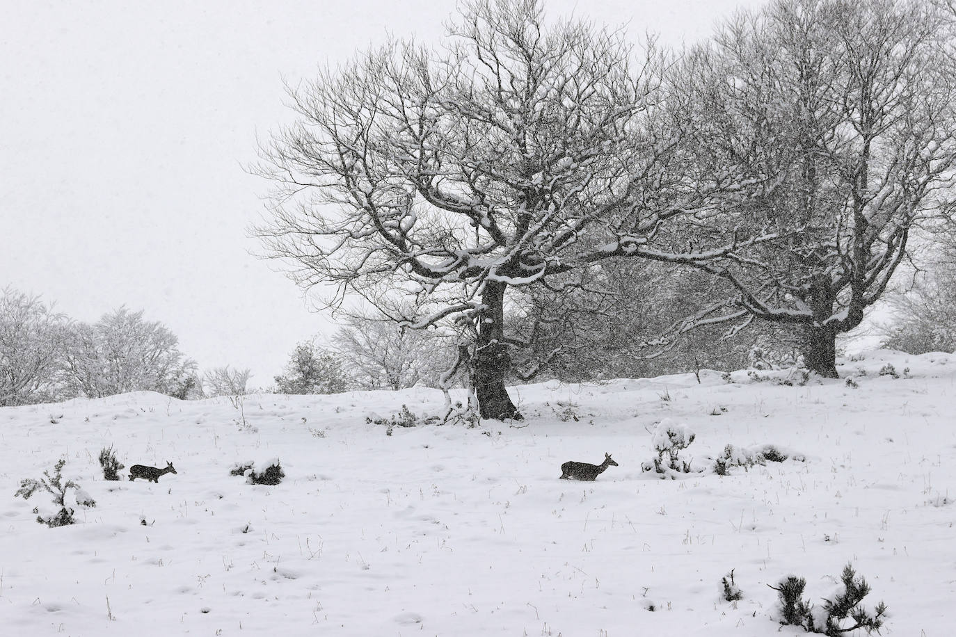 Fotos: Nieve en abril