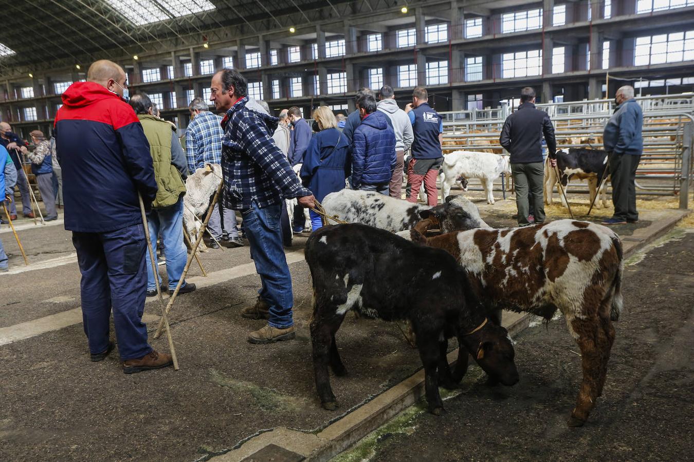 El ganado volvió ayer al Mercado de Torrelavega.