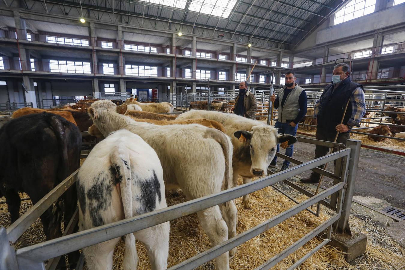 El ganado volvió ayer al Mercado de Torrelavega.