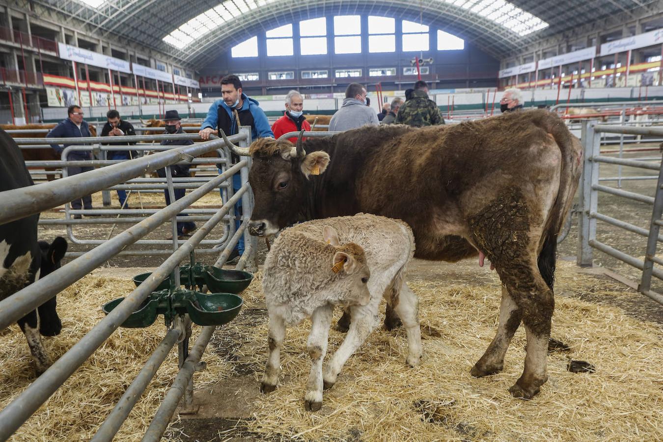 El ganado volvió ayer al Mercado de Torrelavega.