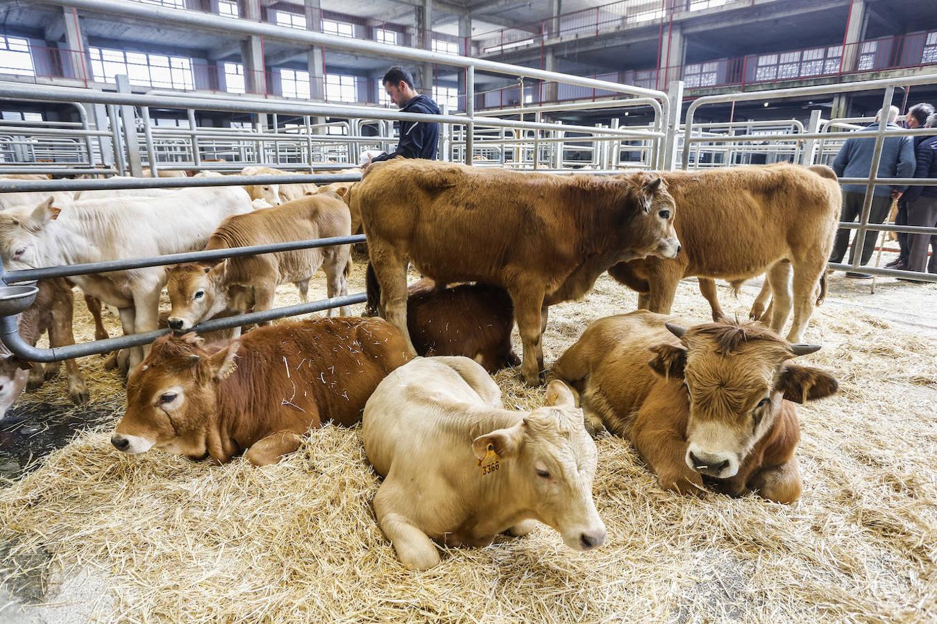 El ganado volvió ayer al Mercado de Torrelavega.