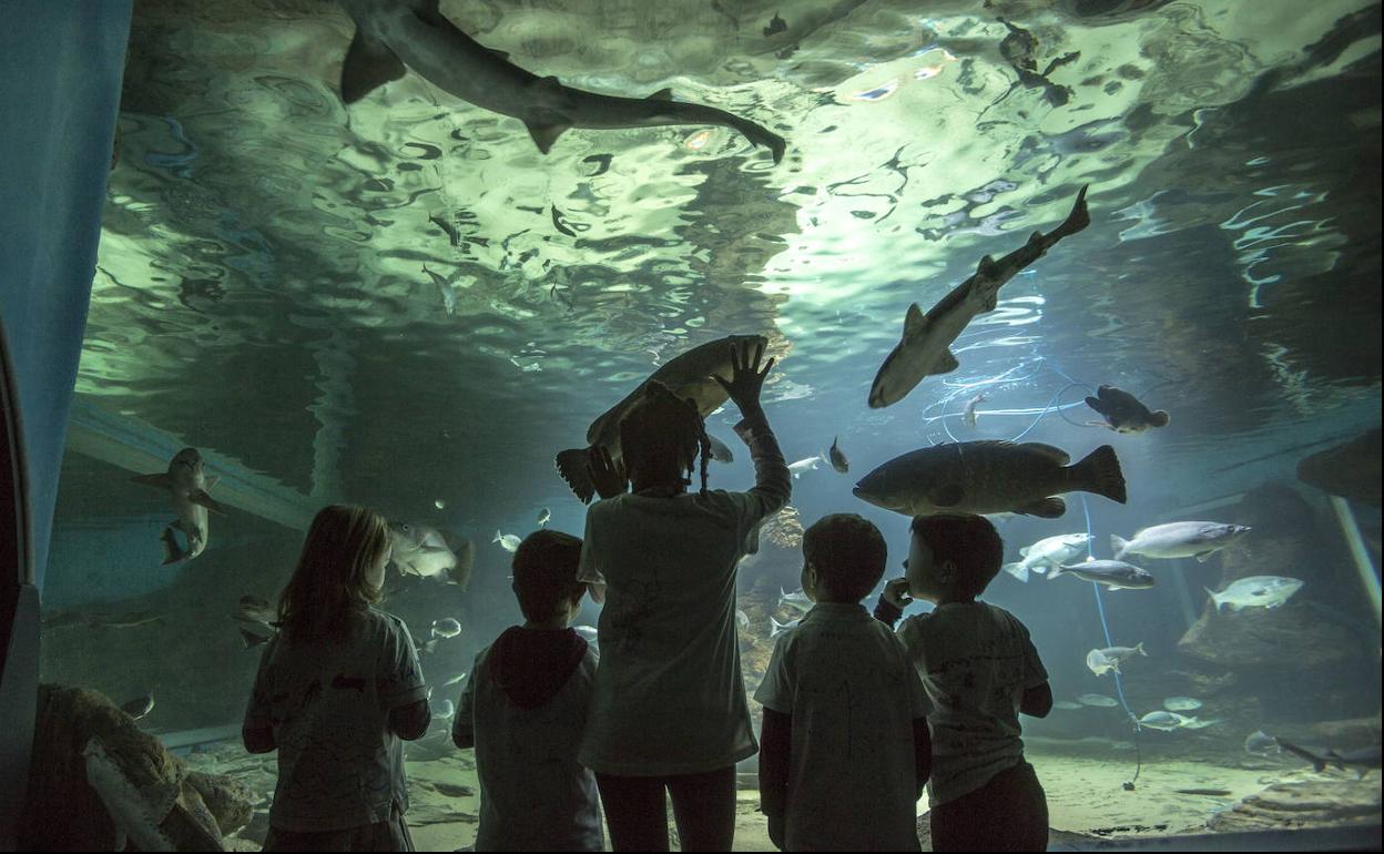 Un grupo de niños, en el Museo Marítimo del Cantábrico.