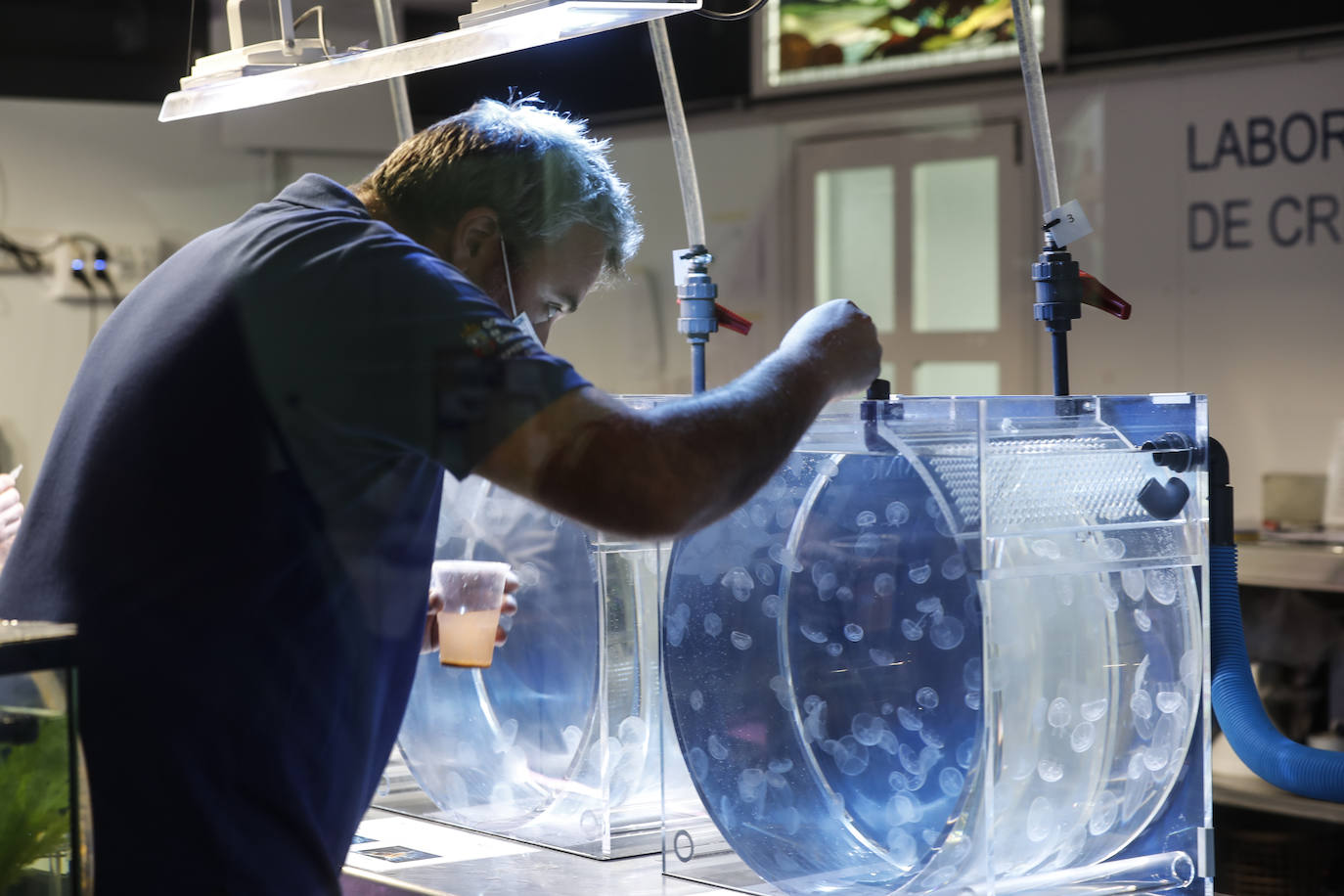 El Museo Marítimo del Cantábrico incorpora las medusas a su exposición y pone en marcha un laboratorio de cría