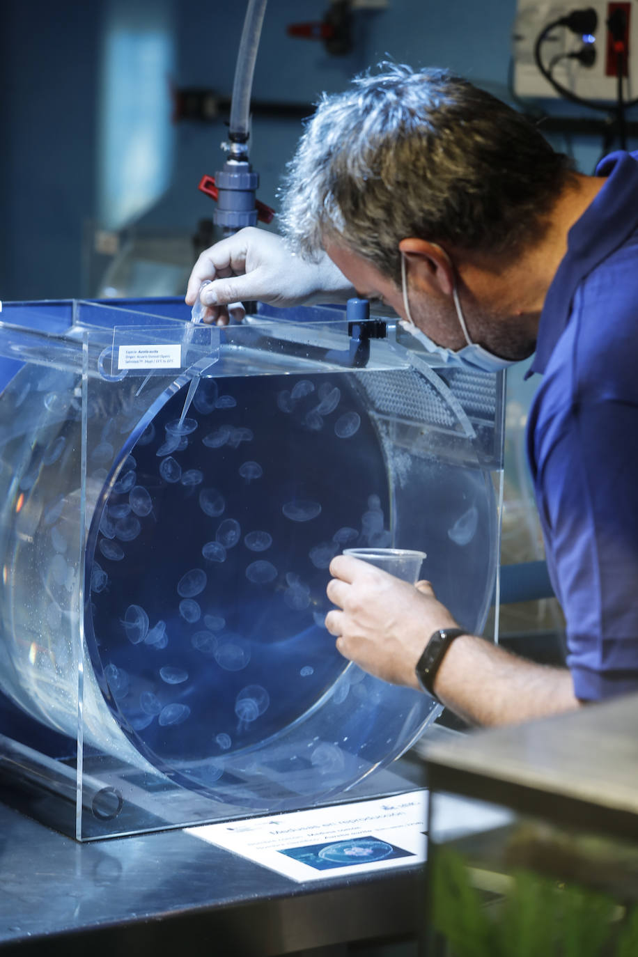 El Museo Marítimo del Cantábrico incorpora las medusas a su exposición y pone en marcha un laboratorio de cría