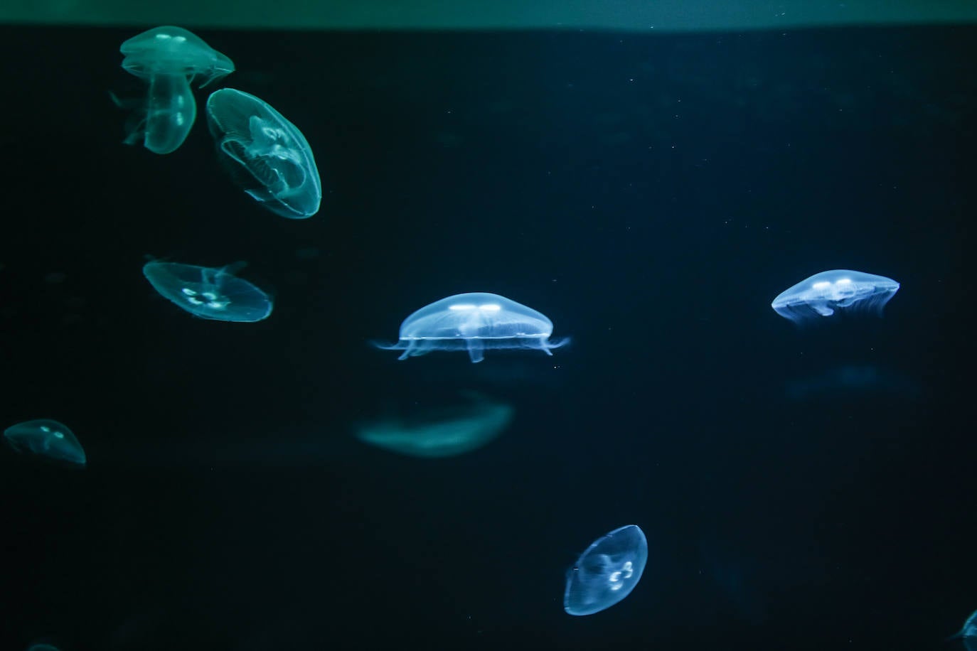 El Museo Marítimo del Cantábrico incorpora las medusas a su exposición y pone en marcha un laboratorio de cría