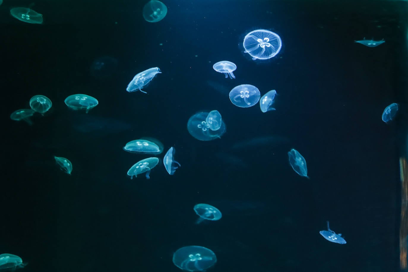 El Museo Marítimo del Cantábrico incorpora las medusas a su exposición y pone en marcha un laboratorio de cría