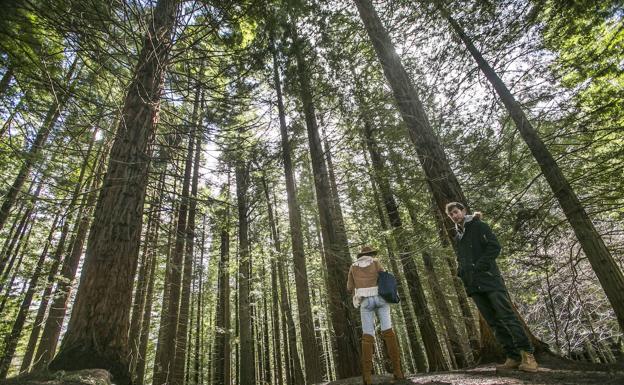 El bosque de secuoyas. 