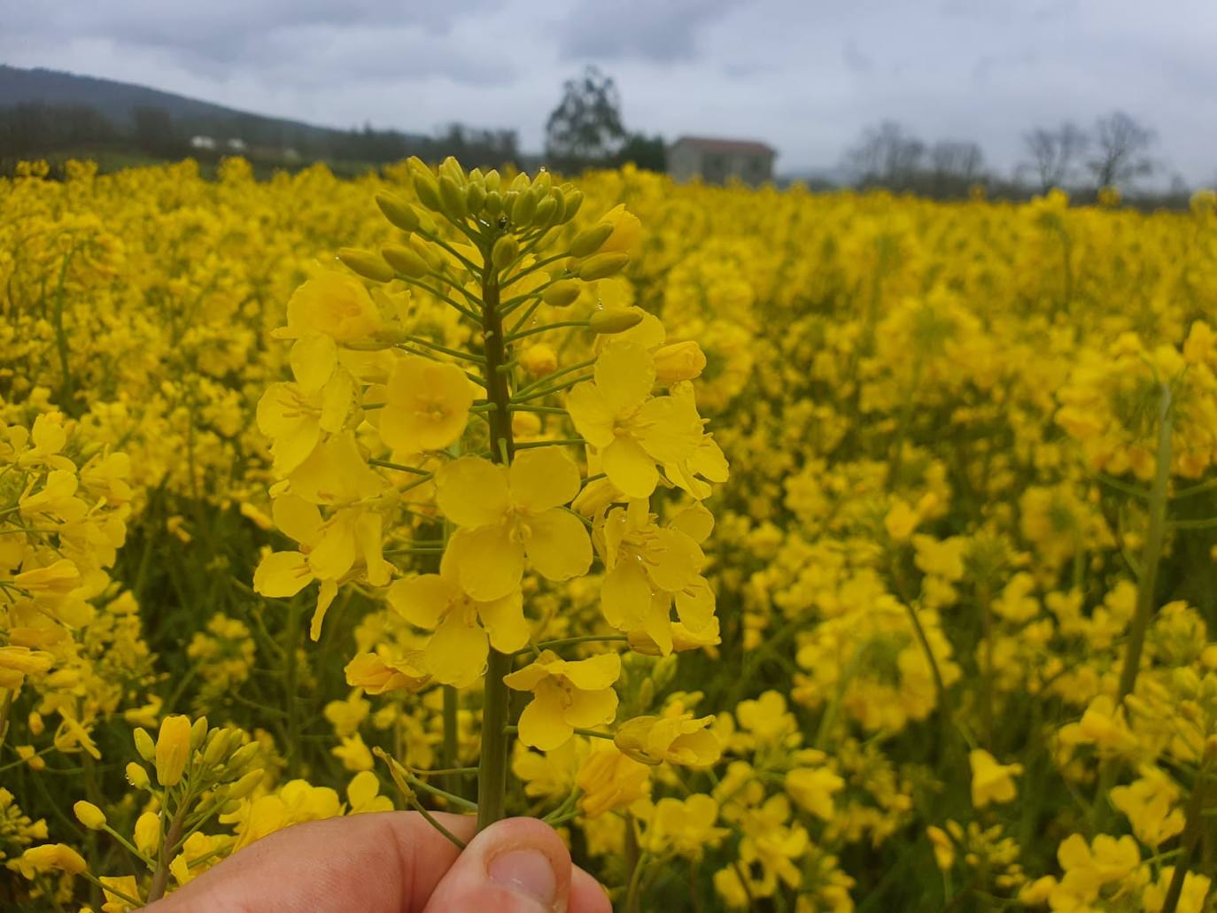 Fotos: Los campos de oro de Valderredible