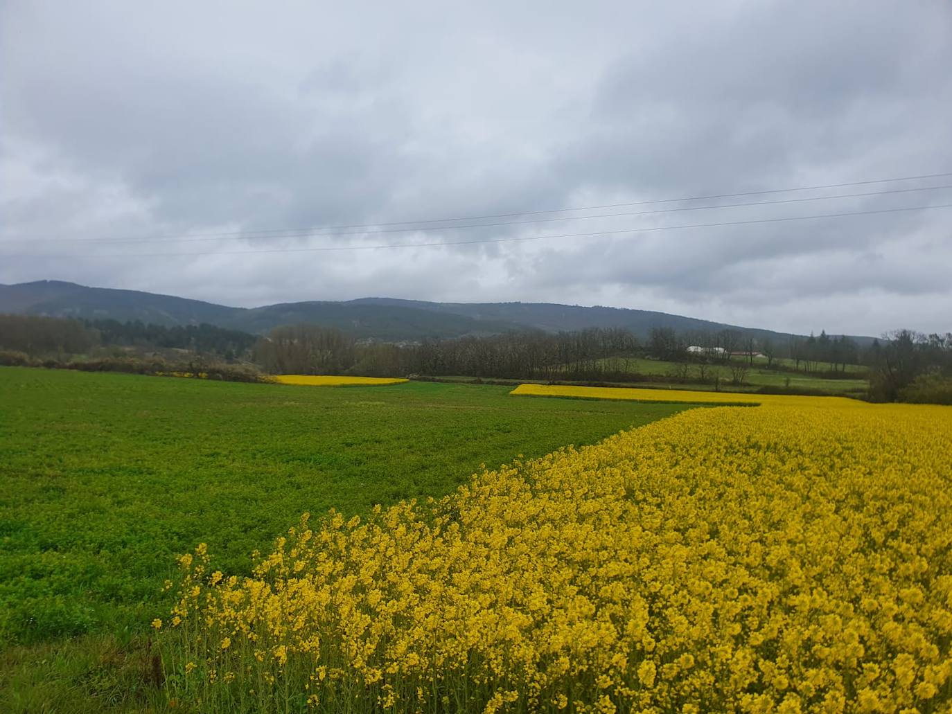 Fotos: Los campos de oro de Valderredible