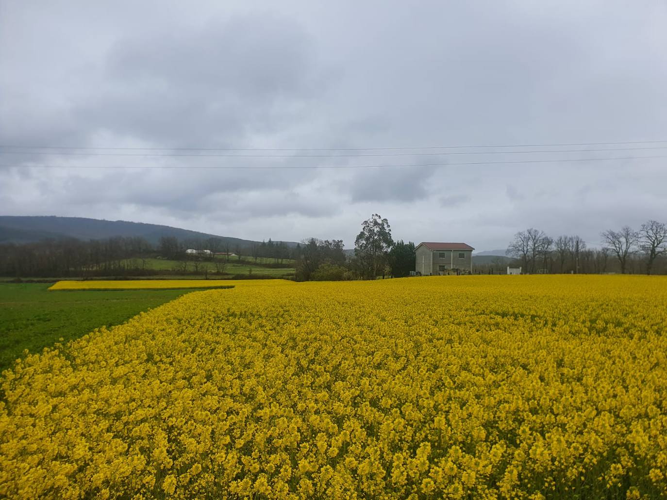 Fotos: Los campos de oro de Valderredible