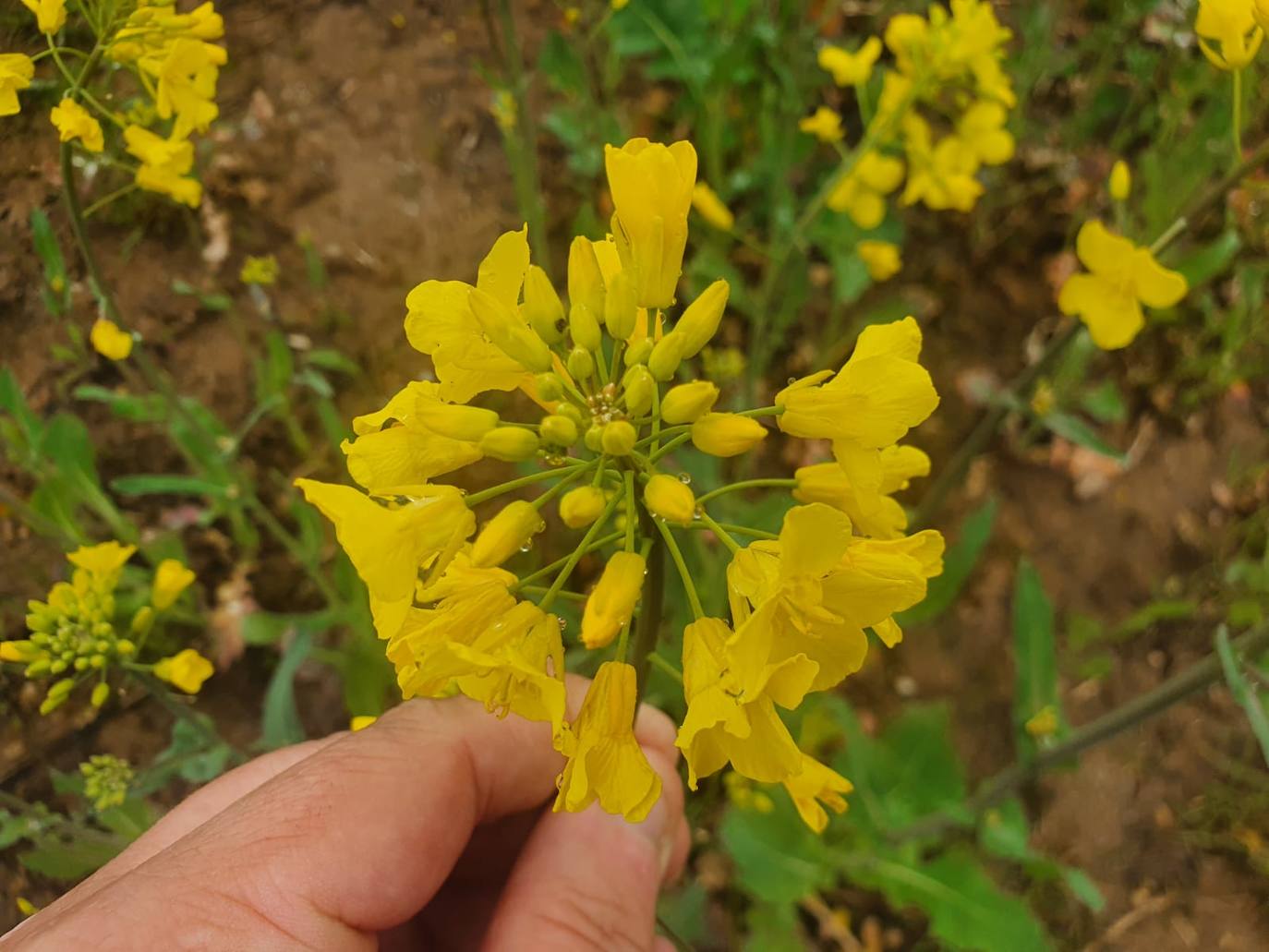 Fotos: Los campos de oro de Valderredible