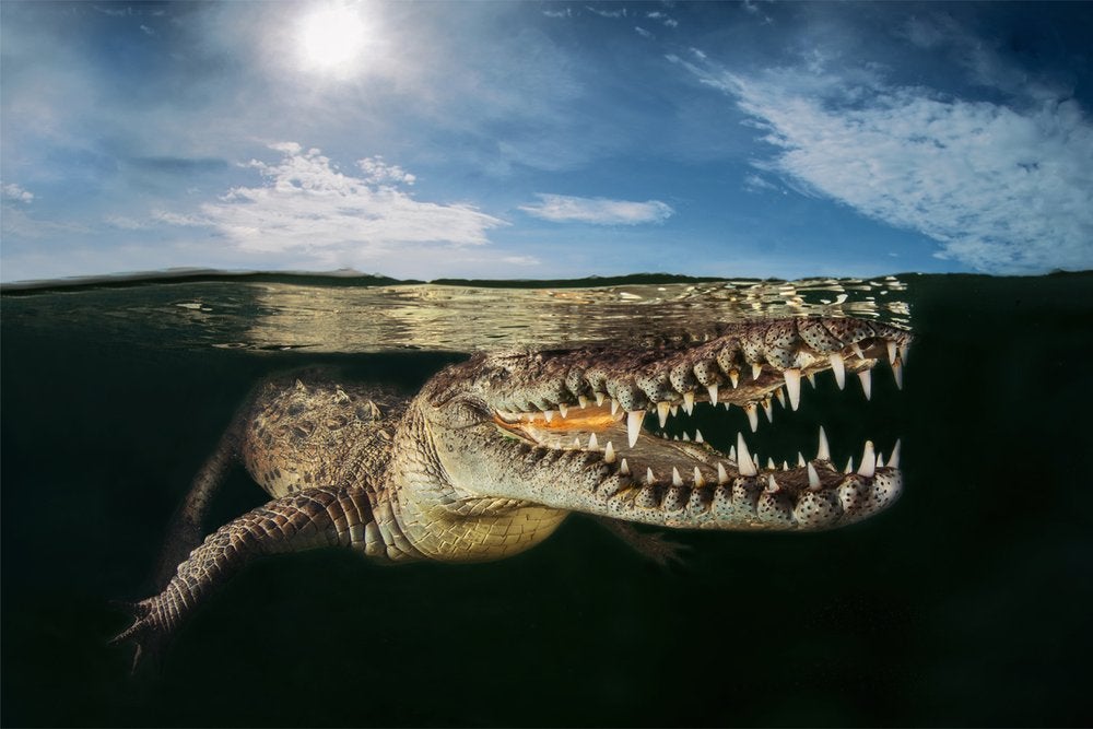 Te mostramos las imágenes ganadoras y finalistas del Nature Photographer of the Year, uno de los concursos de fotografía de naturaleza más importantes del planeta.