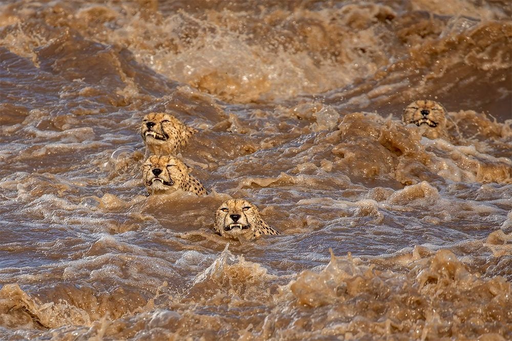 Te mostramos las imágenes ganadoras y finalistas del Nature Photographer of the Year, uno de los concursos de fotografía de naturaleza más importantes del planeta.