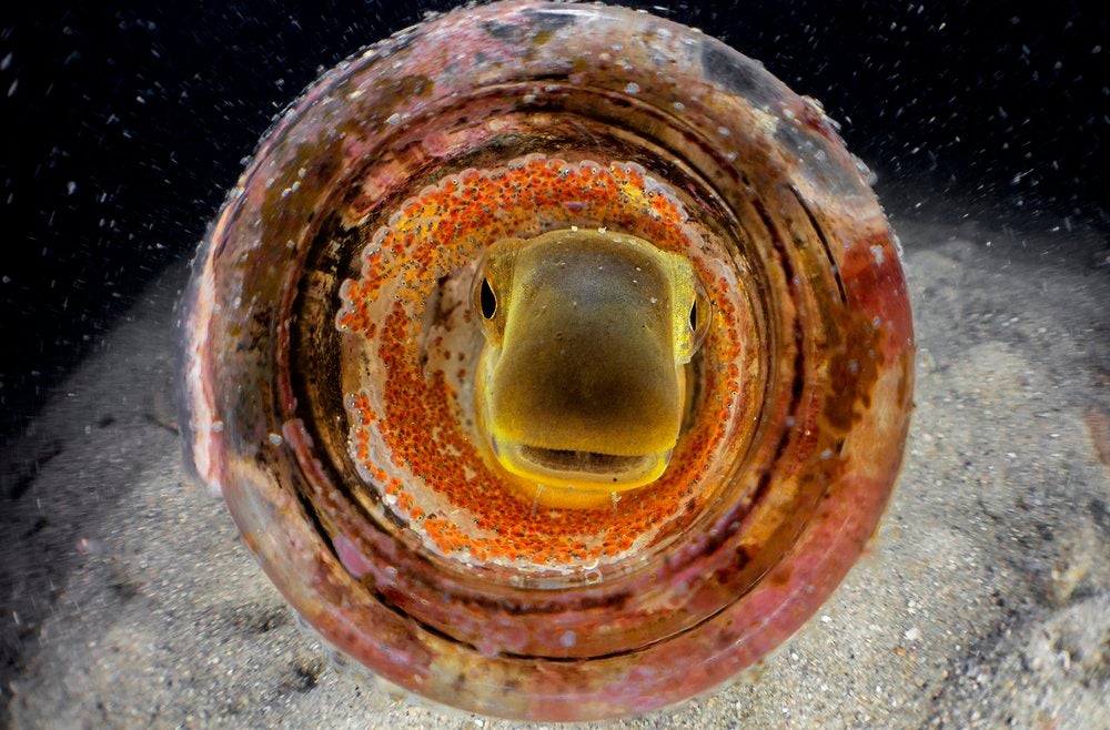 Te mostramos las imágenes ganadoras y finalistas del Nature Photographer of the Year, uno de los concursos de fotografía de naturaleza más importantes del planeta.