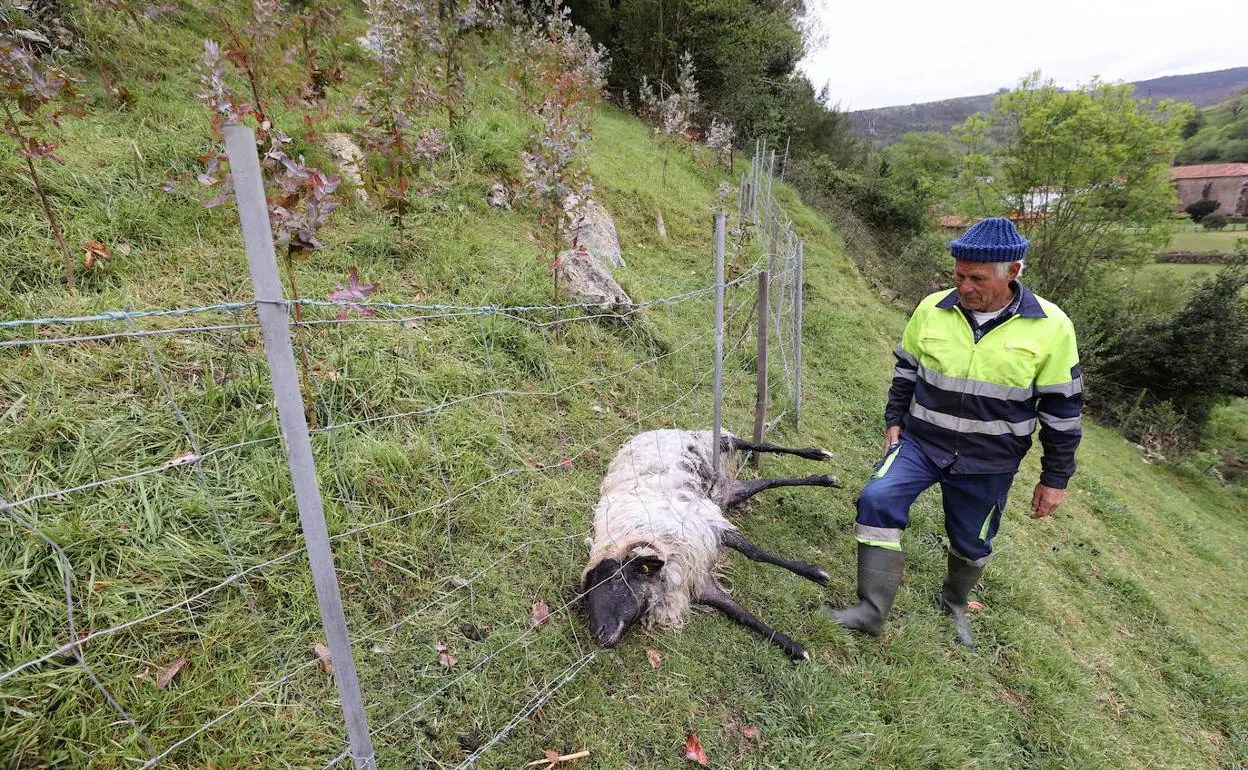 Los ganaderos notifican casi 700 reses muertas por el lobo en menos de  siete meses | El Diario Montañés