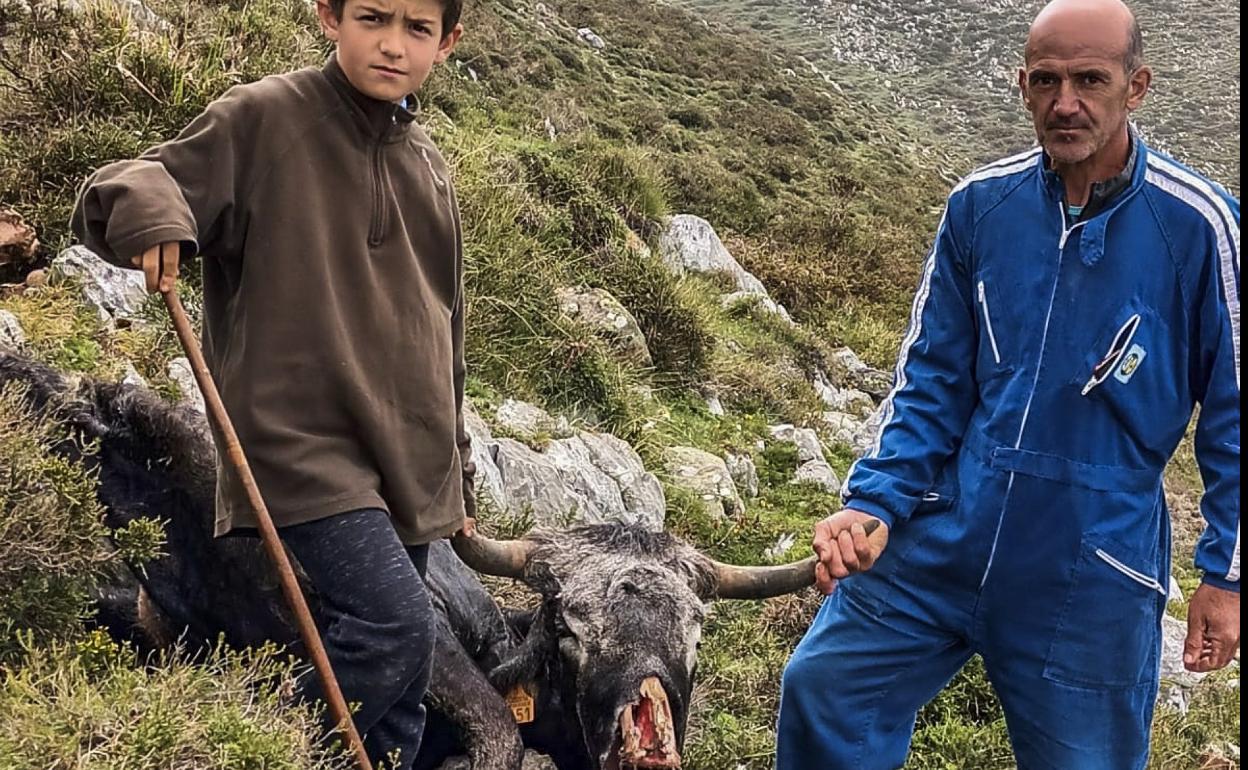 Ramón Fernández y su hijo, junto a los restos de la novilla tudanca matada por los lobos en los montes de Peñarrubia.