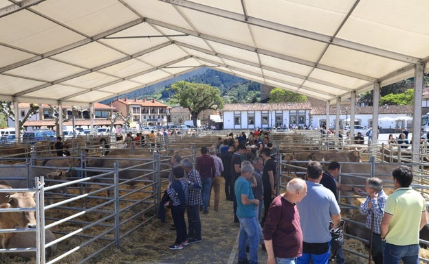 Imagen principal - El concurso, exposición y subasta nacional se celebró en el ferial de La Serna, en Potes 