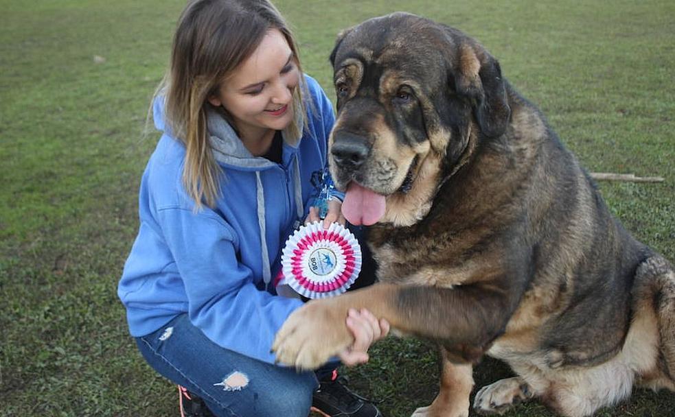 Fotos: Muere &#039;Ron&#039;, el mastín leonés campeón del mundo