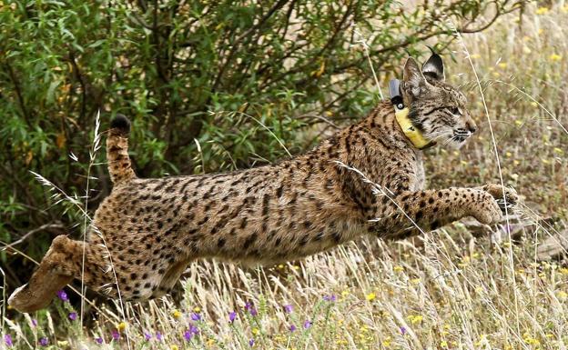 Ejemplar de un lince ibérico.