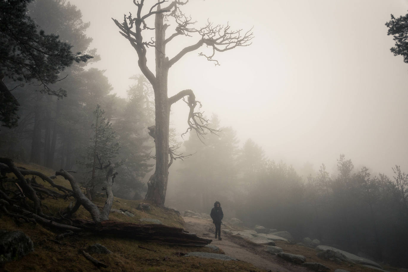 Trail running en el Camino Schmidt del puerto de Navacerrada, Madrid