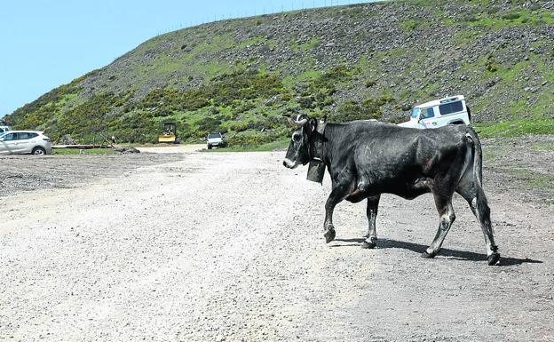 Imagen. Una tudanca cruza por el lugar donde se ubicará la línea de meta.