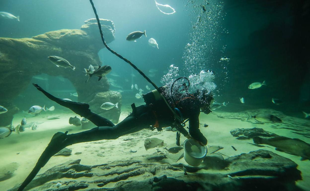 Un buzo da de comer a los peces en el Museo Marítimo.