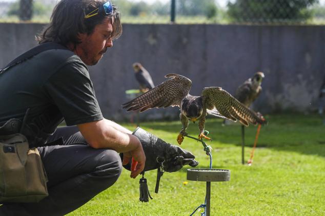 Los halcones, en plena faena, con el cetrero.