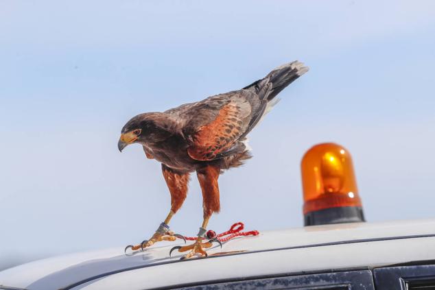 Los halcones, en plena faena, con el cetrero.