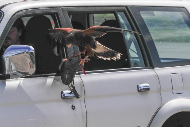 Los halcones, en plena faena, con el cetrero.