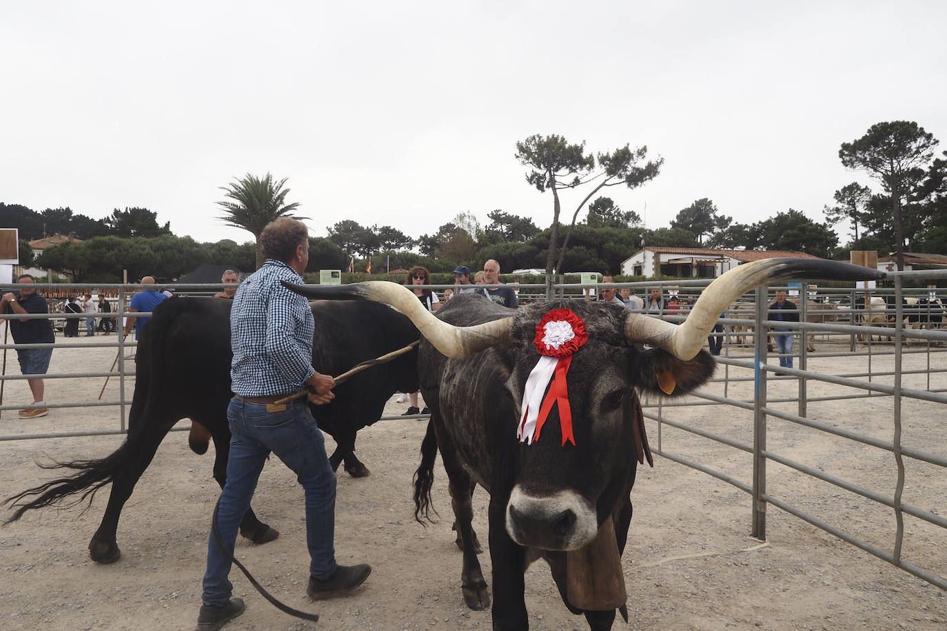 La villa acoge este fin de semana los actos, con feria ganadera incluida, que tradicionalmente se celebran en enero y que fueron aplazados por la pandemia